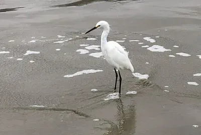 פאזל של CENÃRIO K110