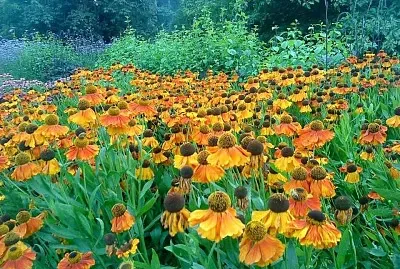 flores