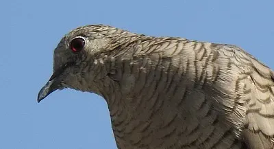 TORTOLO jigsaw puzzle