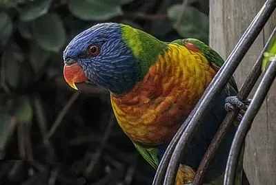 פאזל של general