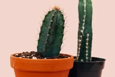 פאזל של general