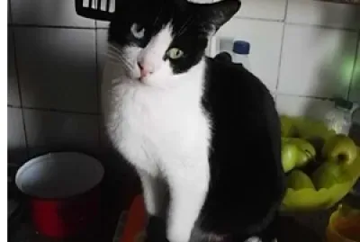 Â¿Cocinamos...?