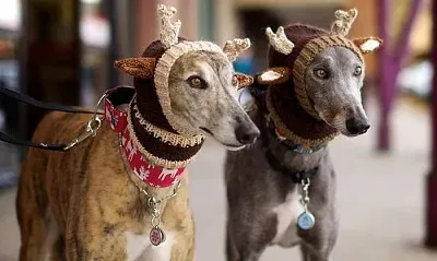 פאזל של general