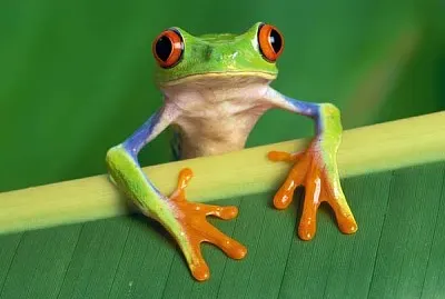 sapito