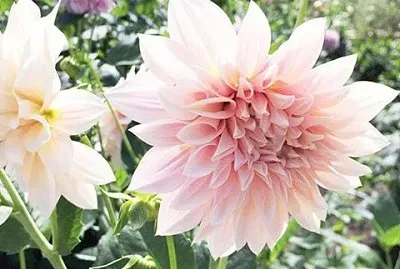 flores