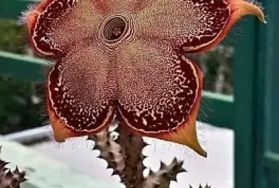 flores jigsaw puzzle