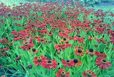 flores