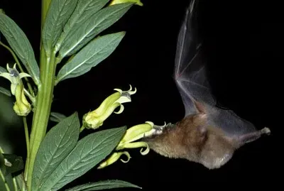 morcego Caatinga jigsaw puzzle