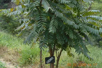 Pé de Cedro jigsaw puzzle
