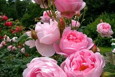rosal