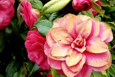flores
