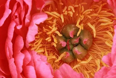 flores