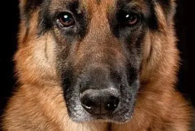 natural jigsaw puzzle