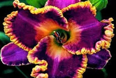 flores