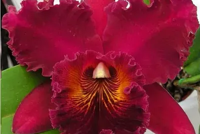 flores