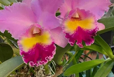 flores
