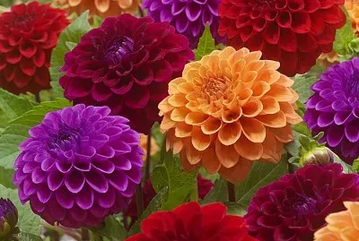 flores - Dalias