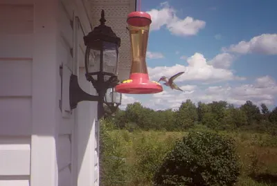 Hummingbird in for a drink