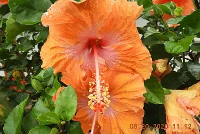FLOWERS