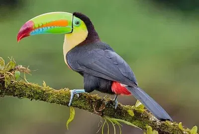 natural