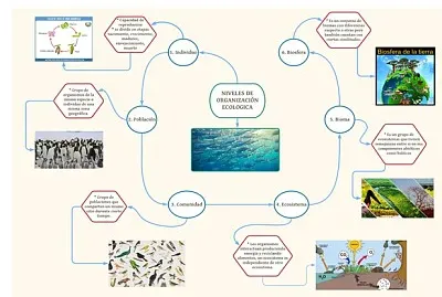 niveles de organizaciÃ³n jigsaw puzzle