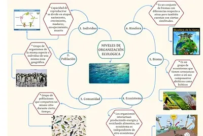 Niveles de organizaciÃ³n ecolÃ³gica jigsaw puzzle