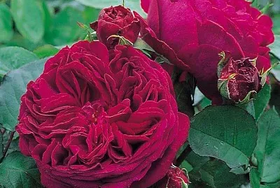 flores