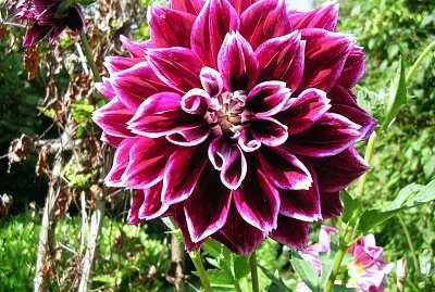 Fleur d 'AoÃ»t
