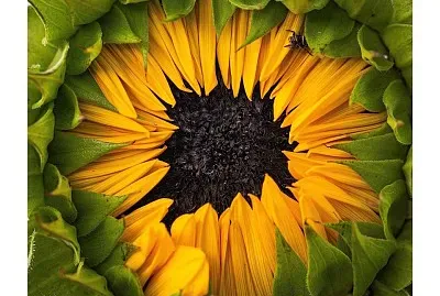 flores