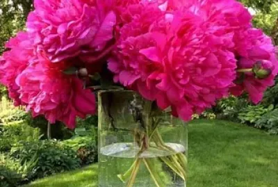 flores