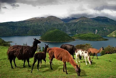 PaÃ­saje llamas
