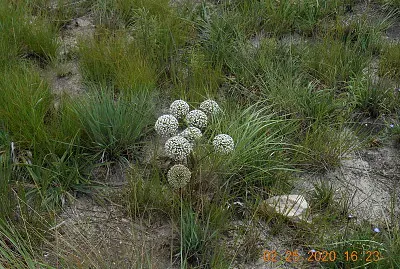 Sempre Viva na Serra da Canastra jigsaw puzzle