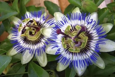 flores - Pasionaria- Mburucuyá