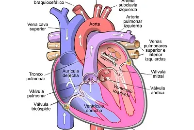 Corazon
