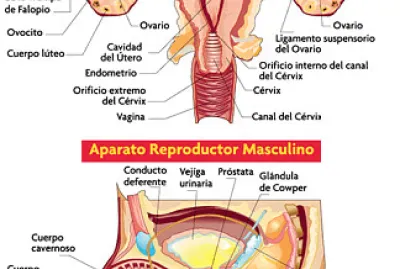 Aparato reproductor masculino y femenino