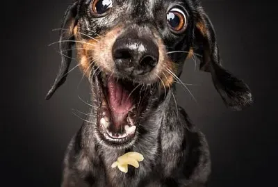 perro alegre