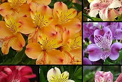 flores - Astromelias jigsaw puzzle