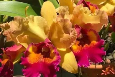 flores jigsaw puzzle