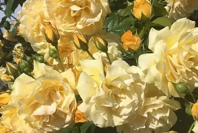 flores