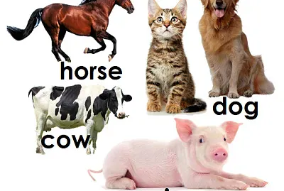 animales en ingles