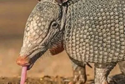 CENÃRIO K136 jigsaw puzzle