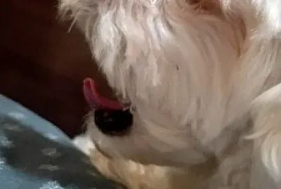 å°ç±³Q jigsaw puzzle