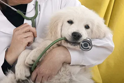 CUIDADO DE LA MASCOTA