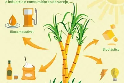 Usos da cana jigsaw puzzle