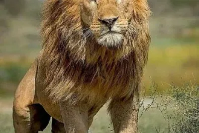 ï¼¡ï¼®ï¼©ï¼­ï¼¡ï¼¬ï¼¥ï¼³4 jigsaw puzzle