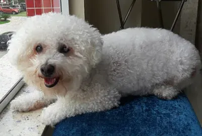 Zidane jigsaw puzzle