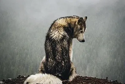 CENÃRIO K139 jigsaw puzzle