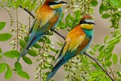 imagem jigsaw puzzle