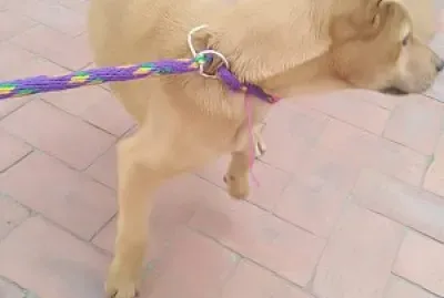 perrito jigsaw puzzle