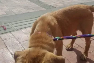 Ojitos jigsaw puzzle